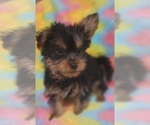 Small Photo #48 Yorkshire Terrier Puppy For Sale in AKRON, OH, USA