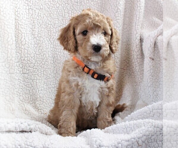 Medium Photo #2 Poodle (Miniature) Puppy For Sale in STEVENS, PA, USA