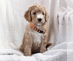 Small Photo #2 Poodle (Miniature) Puppy For Sale in STEVENS, PA, USA