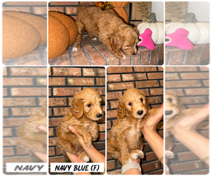 Medium Goldendoodle (Miniature)