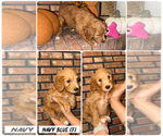 Puppy Navy Blue Goldendoodle (Miniature)