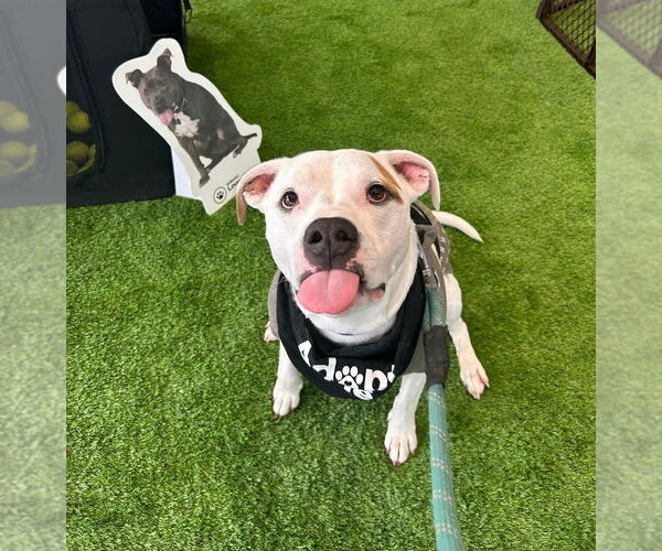 Medium Photo #7 Boxer-Unknown Mix Puppy For Sale in Bellingham, WA, USA