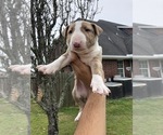 Small Photo #3 Bull Terrier Puppy For Sale in BAYTOWN, TX, USA