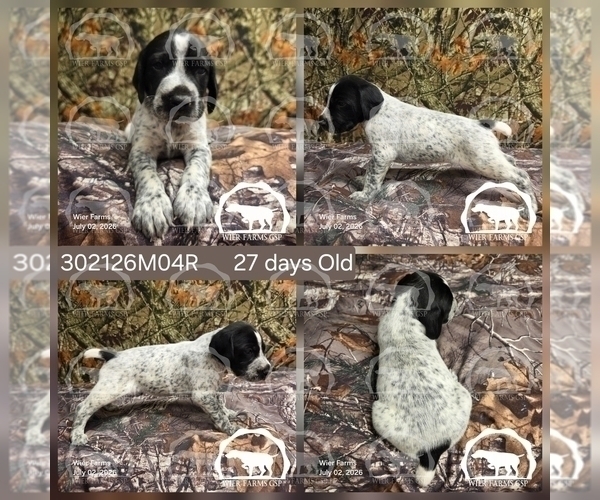 Medium Photo #4 German Shorthaired Pointer Puppy For Sale in MOYIE SPRINGS, ID, USA