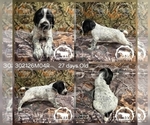 Small #3 German Shorthaired Pointer