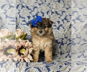 Pom-A-Poo Puppy for sale in OXFORD, PA, USA