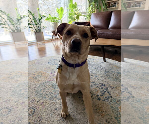 Medium Photo #8 Mutt Puppy For Sale in Rockaway, NJ, USA