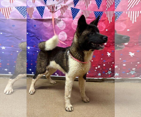 Medium Photo #2 Akita Puppy For Sale in Newfoundland, PA, USA