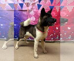 Small #1 Akita