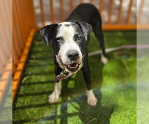 Mutt Dogs for adoption in Las Vegas, NV, USA