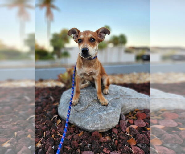 Medium Photo #1 Dachshund-Unknown Mix Puppy For Sale in Oakland Park , FL, USA