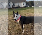 Small #3 American Staffordshire Terrier