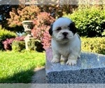 Small #10 Shih Tzu