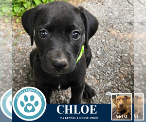 American Pit Bull Terrier-Labrador Retriever Mix Dogs for adoption in Kimberton, PA, USA
