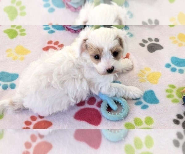 Medium Photo #6 Cavapoo (Miniature)-Poodle (Toy) Mix Puppy For Sale in ORO VALLEY, AZ, USA