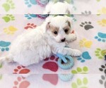 Small #5 Cavapoo (Miniature)-Poodle (Toy) Mix