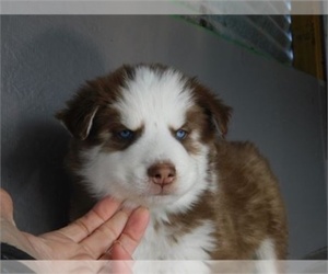 Alaskan Husky Puppy for sale in MIAMI, FL, USA