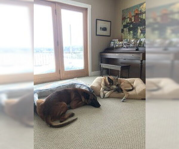 Medium Photo #6 Mutt Puppy For Sale in Stevens Point, WI, USA