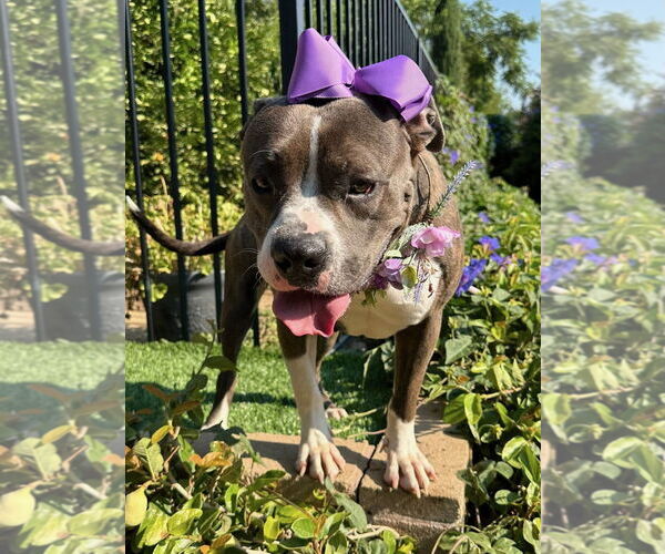 Medium Photo #12 Bullboxer Pit Puppy For Sale in Redlands, CA, USA