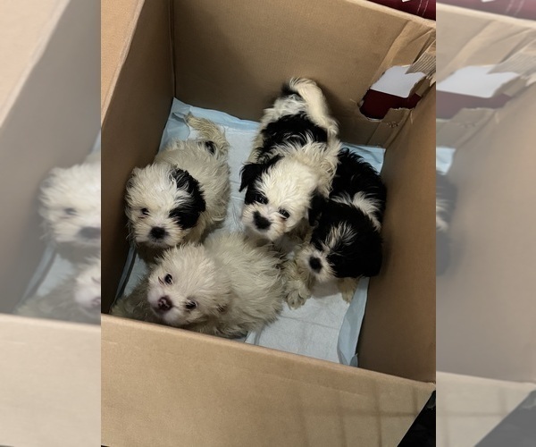 Medium Photo #1 Shih Tzu Puppy For Sale in SNELLVILLE, GA, USA