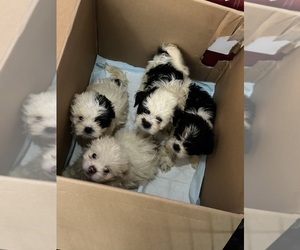 Shih Tzu Puppy for sale in SNELLVILLE, GA, USA