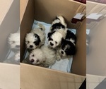 Small Shih Tzu