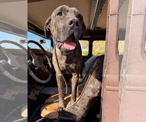 Mastiff Dogs for adoption in Goodyear, AZ, USA