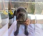 Puppy 5 Cane Corso
