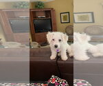 Small #10 Bichon Frise