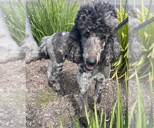Father of the Labradoodle puppies born on 10/17/2022