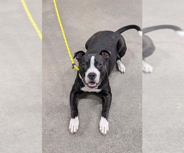 Medium Photo #1 Labrador Retriever-Unknown Mix Puppy For Sale in Forestville, MD, USA