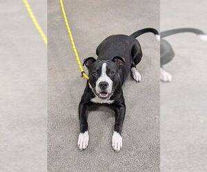 Labrador Retriever-Unknown Mix Dogs for adoption in Forestville, MD, USA