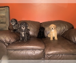 Poodle (Miniature) Puppy for sale in DUBUQUE, IA, USA