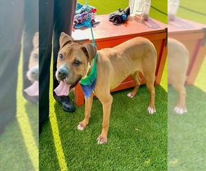 Bullboxer Pit Dogs for adoption in Baytown, TX, USA