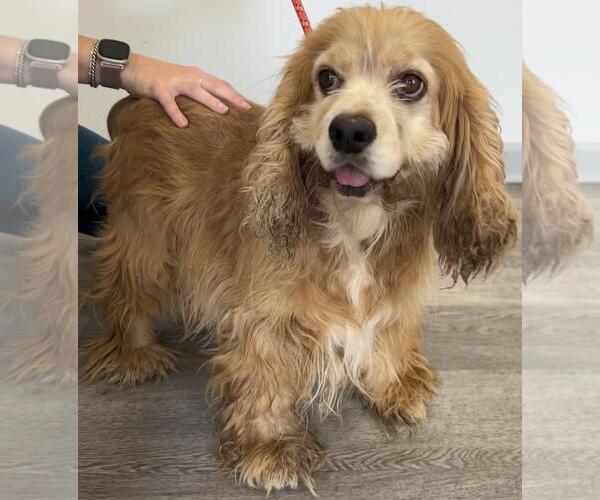 Medium Photo #3 Cocker Spaniel Puppy For Sale in Westminster, MD, USA