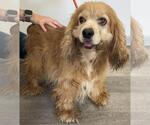 Small #2 Cocker Spaniel