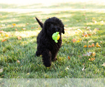 Small Photo #2 Poodle (Standard) Puppy For Sale in SHIPSHEWANA, IN, USA