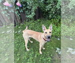 Small #1 Carolina Dog Mix