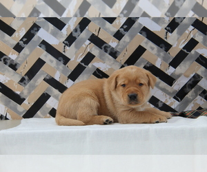 Labrador Retriever Puppy for sale in HYDE PARK, VT, USA