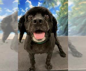 Cocker Spaniel Dogs for adoption in Westminster, MD, USA