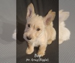 Small Photo #3 Scottish Terrier Puppy For Sale in KAWKAWLIN, MI, USA