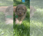 Small Photo #8 Goldendoodle Puppy For Sale in Wichita, KS, USA