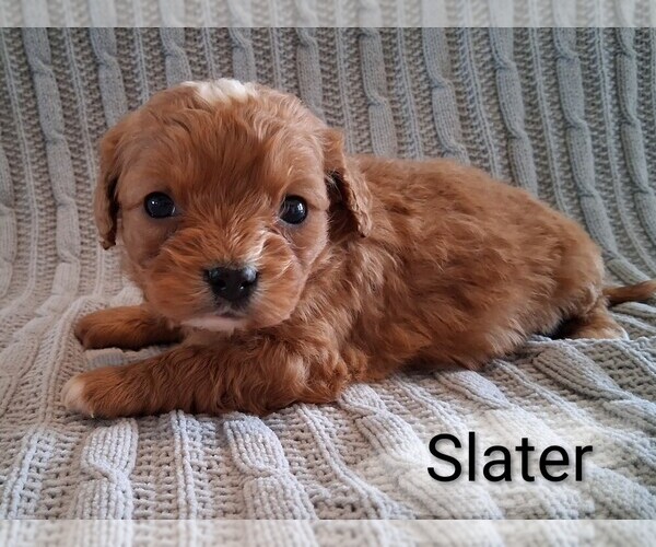 Medium Photo #4 Cavapoo (Miniature) Puppy For Sale in STANLEY, WI, USA