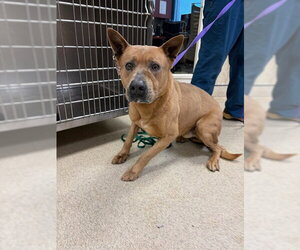 Mutt Dogs for adoption in Riverside, CA, USA