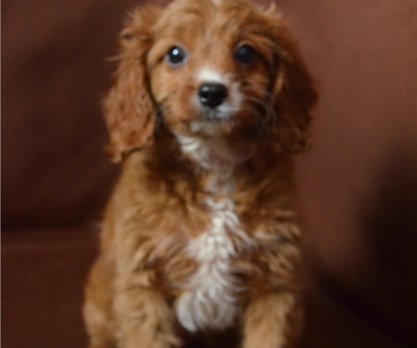 Medium Photo #2 Cavapoo Puppy For Sale in PATERSON, NJ, USA