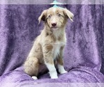 Small #8 Australian Shepherd