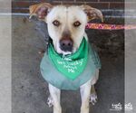Small #12 Labrador Retriever-Retriever  Mix