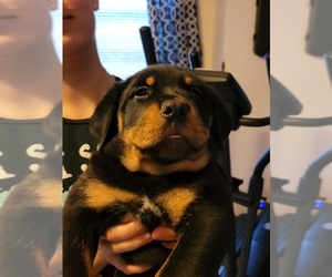 Rottweiler Puppy for sale in LIMA, OH, USA