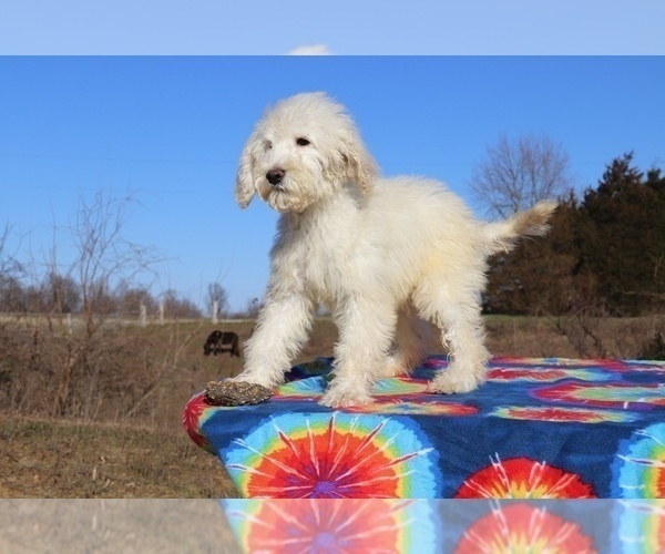 Medium Photo #17 Goldendoodle Puppy For Sale in UNION CITY, TN, USA