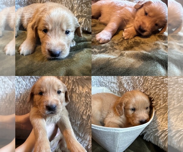 Medium Photo #1 Golden Retriever Puppy For Sale in PORTLAND, TN, USA